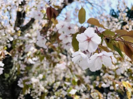 葉桜 山桜 葉桜 山桜の写真