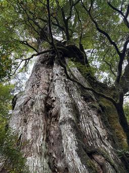 屋久島の紀元杉 屋久島,観光地,樹木の写真素材