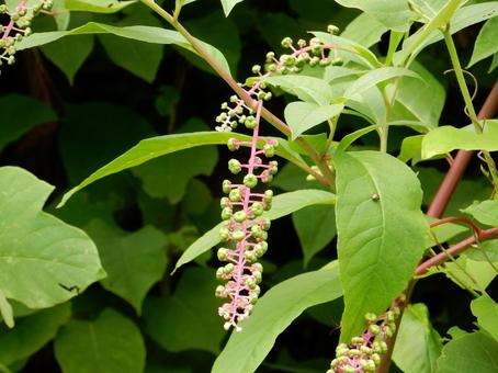 【植物写真】ヨウシュヤマゴボウ 【植物写真】ヨウシュヤマゴボウの写真