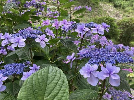 あじさい あじさい,紫陽花,アジサイの写真素材