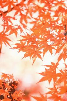 紅葉したイロハモミジの写真