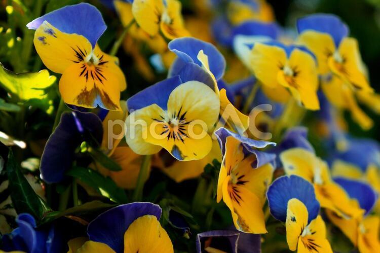 花 花,ブルー,春の写真素材