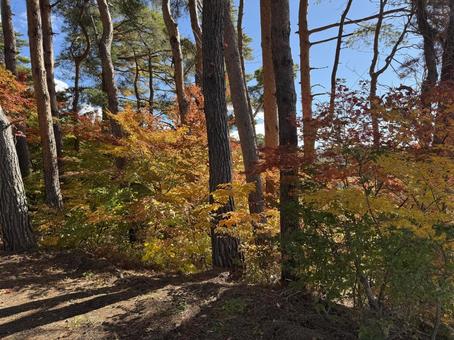 晩秋の小坂田の紅葉（長野県塩尻市）の写真