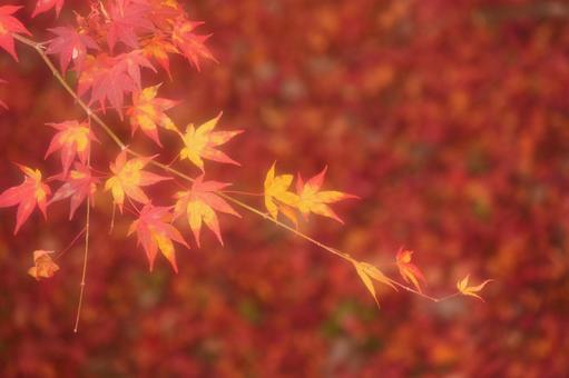 背景に合う紅葉の写真