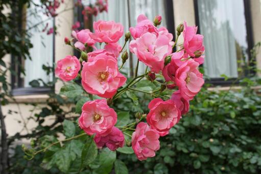 薔薇 薔薇の写真