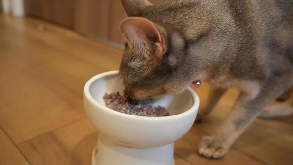 アビシニアンがご飯を食べている アビシニアンがご飯を食べているの写真