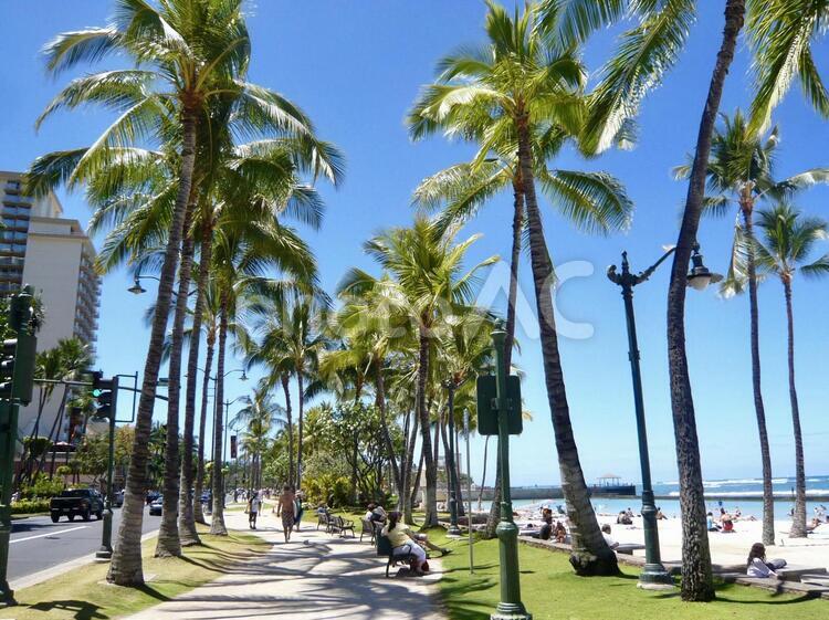 Hawaii に行きたい ハワイ,南国,ヤシの木の写真素材