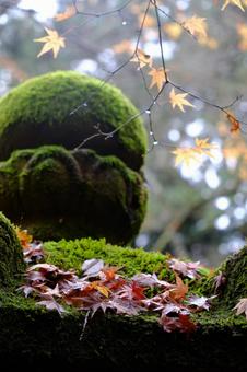 晩秋の雨上がり_濡れる紅葉と苔 晩秋の雨上がり_濡れる紅葉と苔 紅葉,モミジ,楓の写真素材