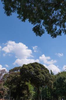新緑と空と雲 新緑と空と雲の写真