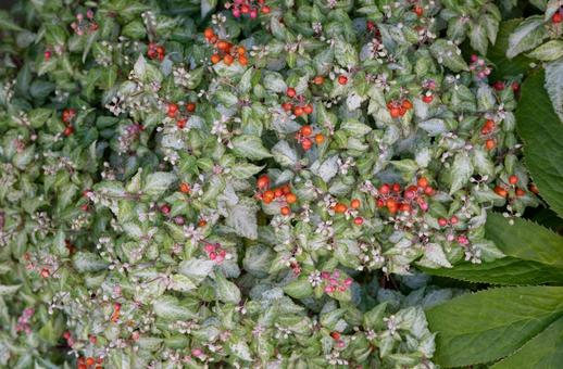 斑入りの葉と鮮やかな赤い実 斑入り,赤い実,植物の写真素材