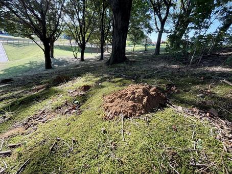 モグラの巣 モグラの巣 モグラ,巣穴,土の写真素材