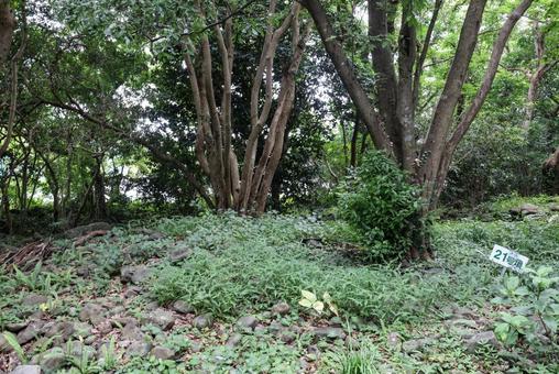 曲崎古墳群 曲崎古墳群 まがり崎古墳群,積石塚,遺構の写真素材