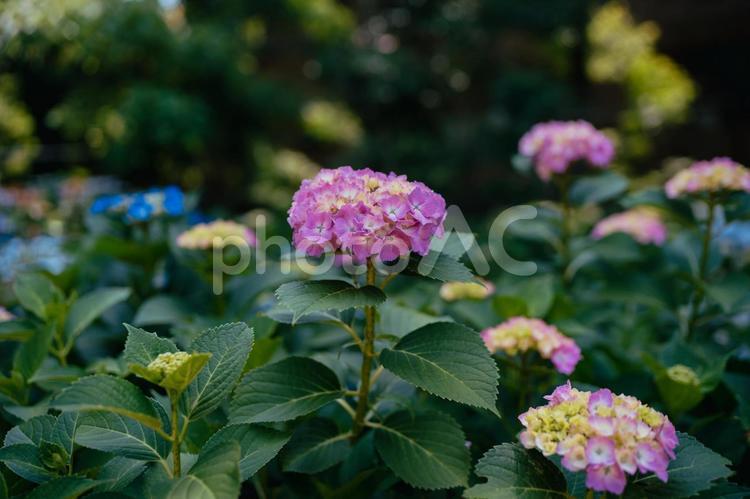 公園に咲くピンク色のあじさい 東京,日本,西東京の写真素材
