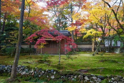 苔寺の紅葉 11月,秋,洛西の写真素材