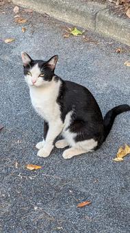 ねこ ねこ ねこ,猫,ネコの写真素材