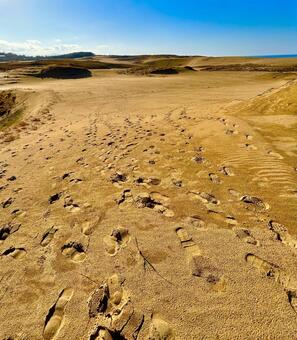 鳥取砂丘 鳥取,鳥取砂丘,鳥取県の写真素材