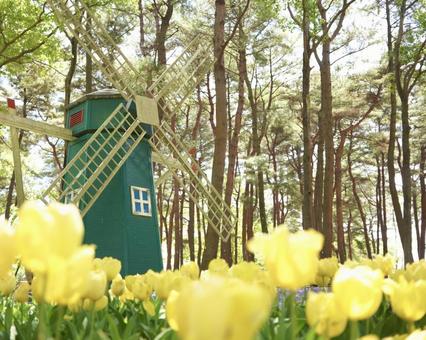 チューリップと風車 チューリップと風車の写真