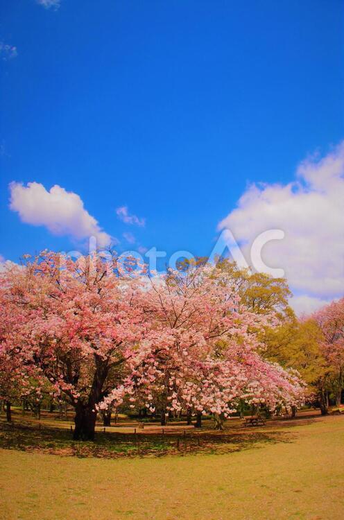 さくらと青空 桜,河津桜,春の写真素材