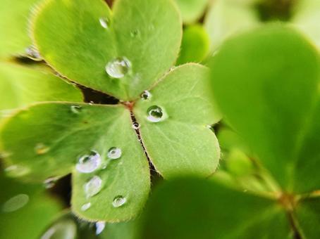 雨上がりの写真