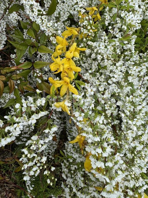 ユキヤナギとレンギョウ flower,春,自然の写真素材