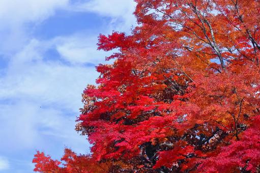 Autumn colors, JPG Autumn colors, autumn leaves, yellow leaves, red, JPG