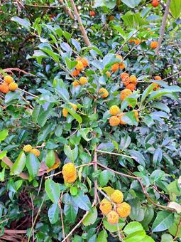 カカツガユの実 カカツガユ,実,植物の写真素材