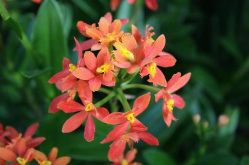 エピデンドラム エピデンドラム エピデンドラム,洋ラン,マクロの写真素材