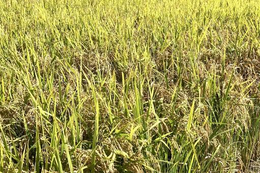 稲穂収穫 稲穂収穫の写真