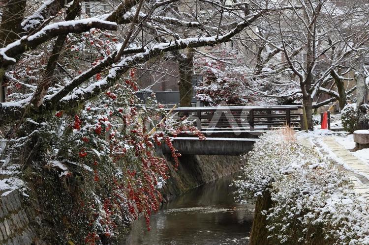 雪の日の哲学の道と疏水 雪,日,哲学の道の写真素材