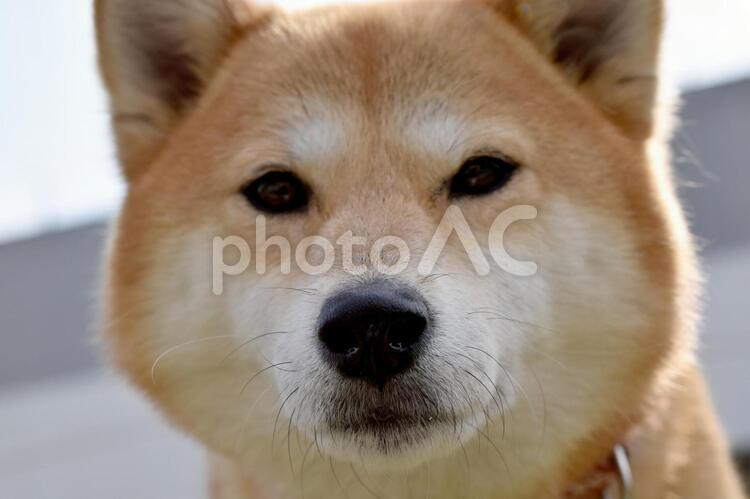 柴犬・アップ・覗き込む 柴犬,柴,犬の写真素材