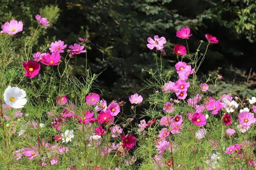 こすもすの花 こすもすの花の写真