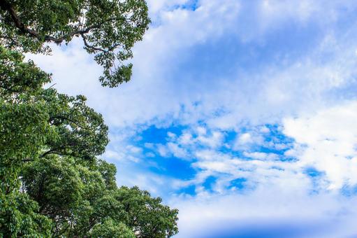 爽やかな青空と緑 雲,青空,真夏の写真素材