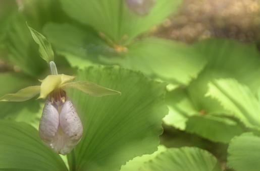 春の花:クマガイソウ5 春の花:クマガイソウ5の写真