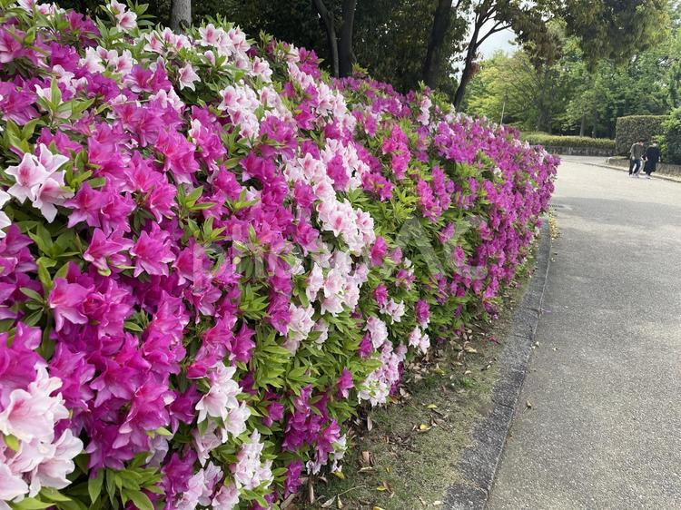 つつじの回廊　azalea つつじ,azalea,初夏の写真素材