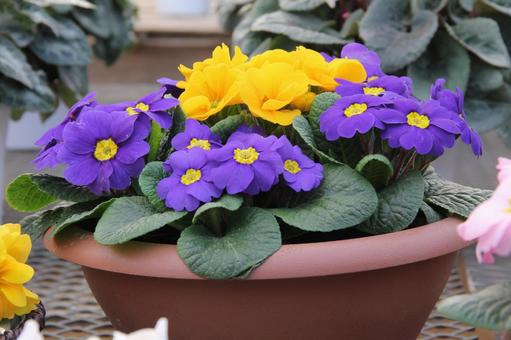 ジュリアン・プリムラ　咲く風景 ジュリアン,美しい,秋の写真素材