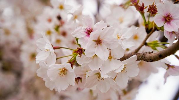 桜 桜,ソメイヨシノ,花見の写真素材