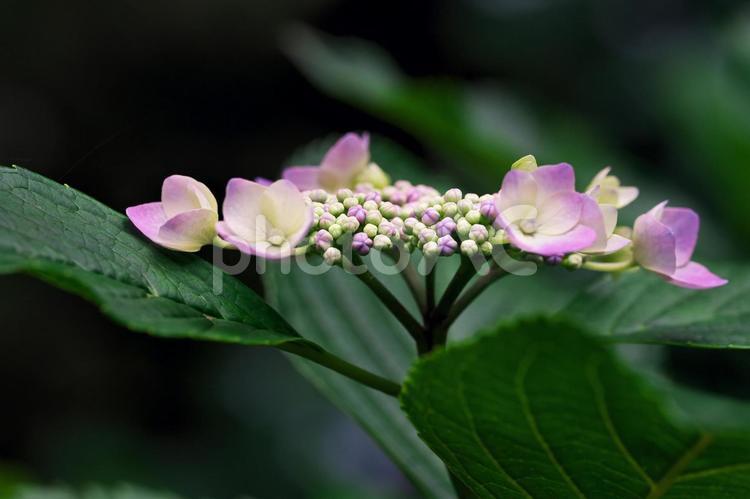 ガクアジサイ ガクアジサイ,紫陽花,額咲きの写真素材