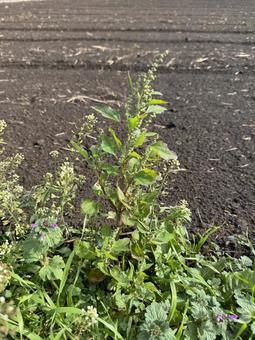 晩秋のアカザ アカザ,あかざ,晩秋の写真素材