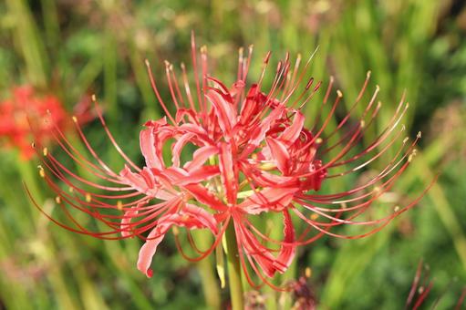 Admiring red spider lilies, JPG