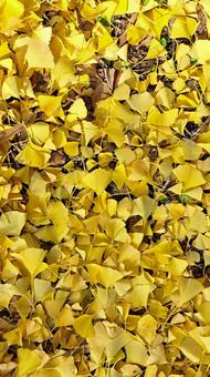 イチョウの集まり　9:16 イチョウ,黄色,落ち葉の写真素材