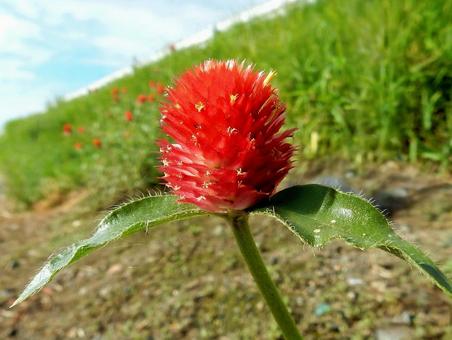 【花の写真】センニチコウ(千日紅) 【花の写真】センニチコウ(千日紅)の写真