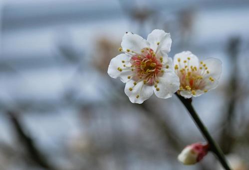 街中に咲く可愛い梅の花 街中に咲く可愛い梅の花の写真
