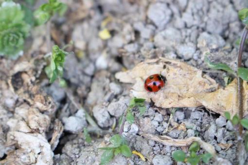 てんとう虫見つけた? てんとう虫見つけた? 自然,てんとう虫,虫の写真素材