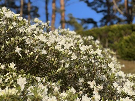 白いツツジ ツツジ,さつき,白の写真素材