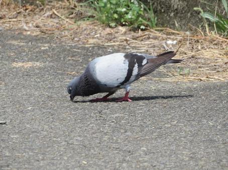 何かを 何かをの写真