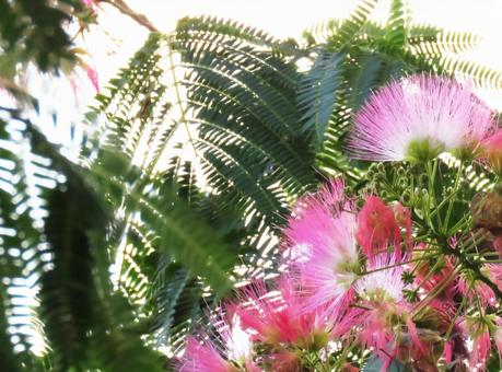 合歓の木の花2 合歓の木の花2の写真