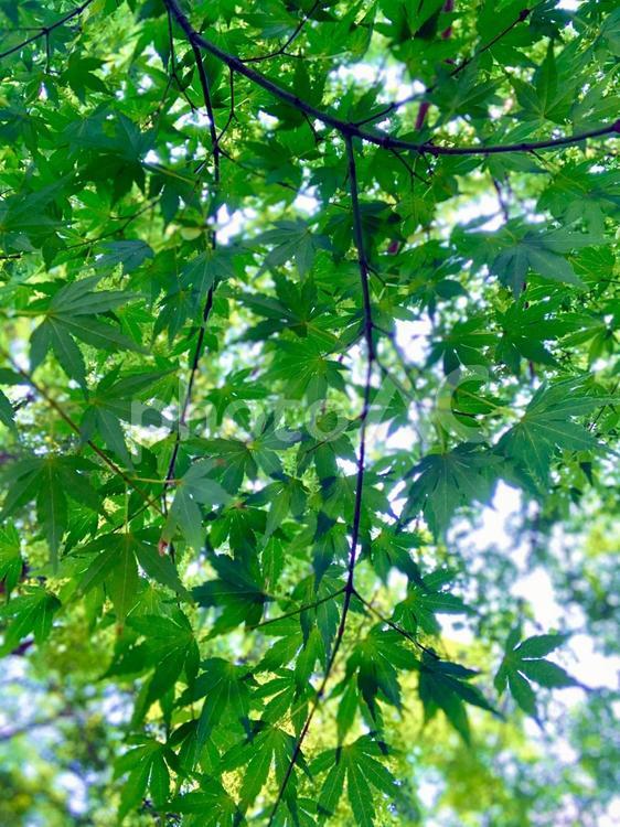 夏のもみじ2 もみじ,紅葉,夏の写真素材