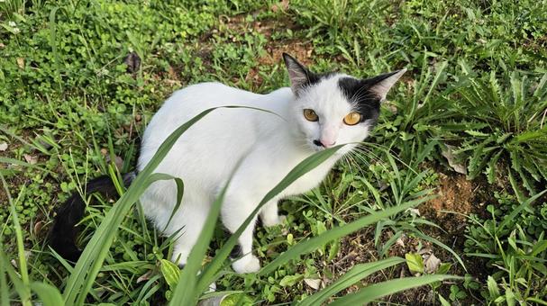 お座り猫 お座り猫 猫,お座り猫,野良猫の写真素材