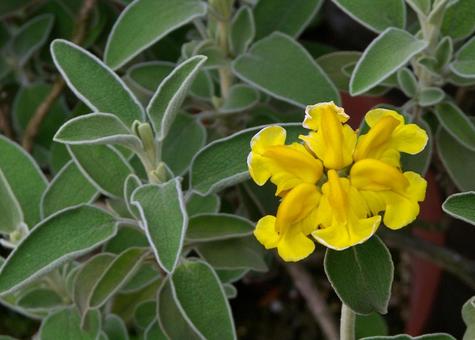 キバナキセワタ キバナキセワタ,黄花着せ綿,黄花被綿の写真素材