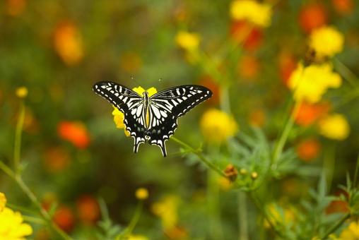 Autumn news: Yellow cosmos and swallowtail butterfly, JPG Autumn news: Yellow cosmos and swallowtail butterfly, JPG